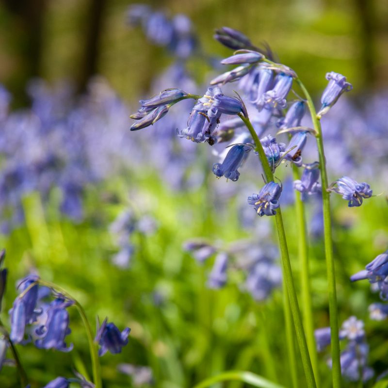 bluebells