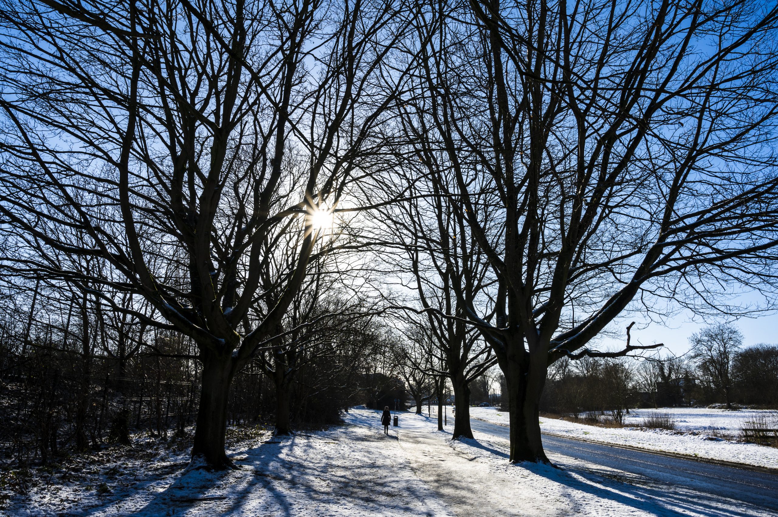 Trees in the snow