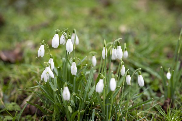 Snowdrops