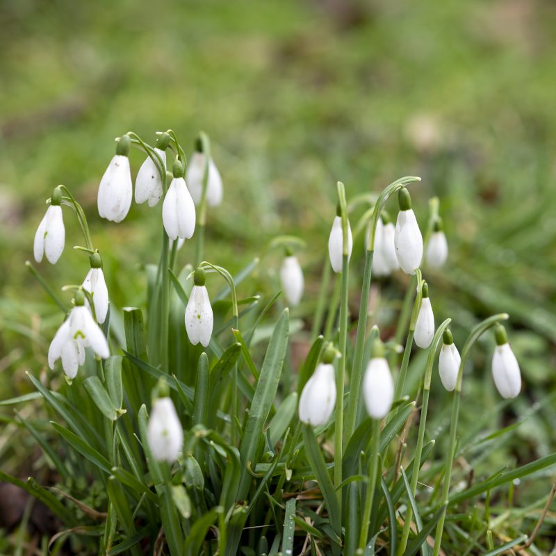 Snowdrops