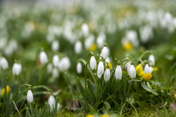 Snowdrops and aconites