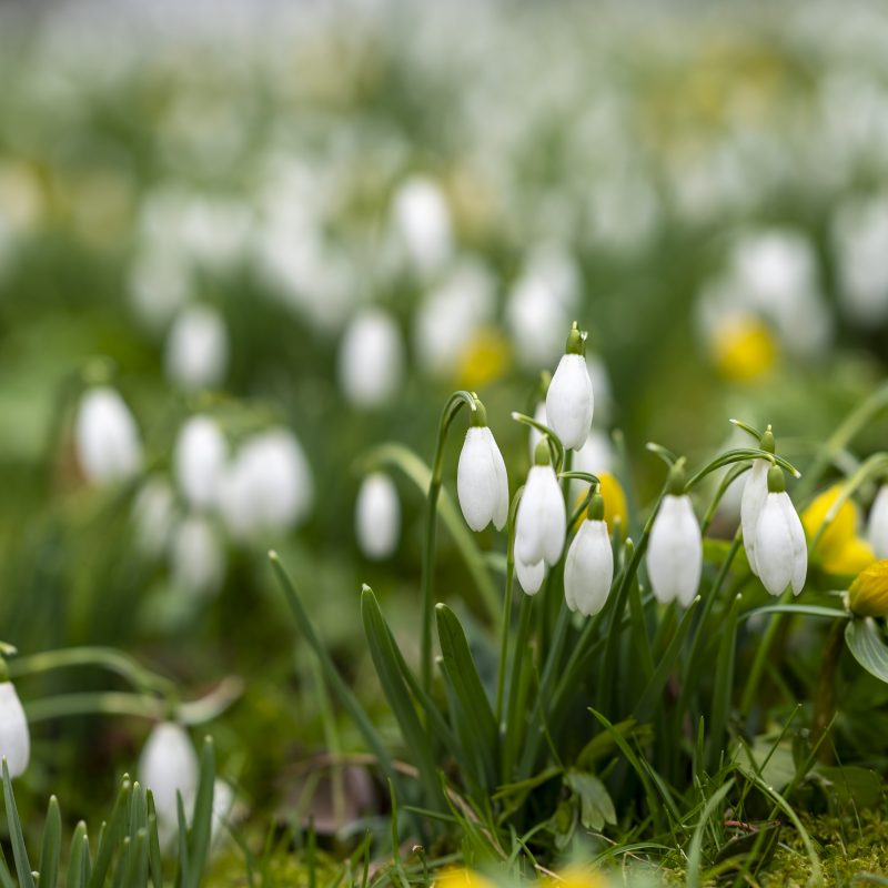 Snowdrops and aconites