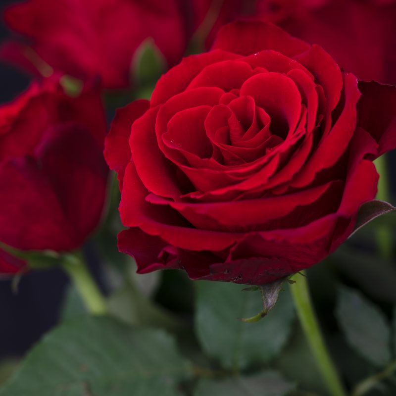 Close up of a rose