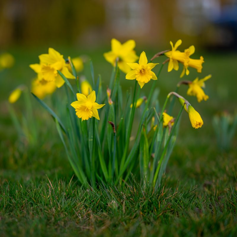 A clump of daffodils