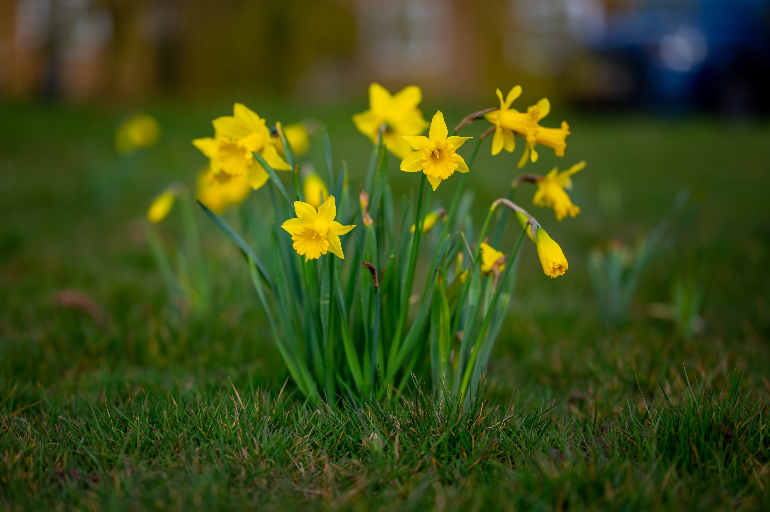 A clump of daffodils