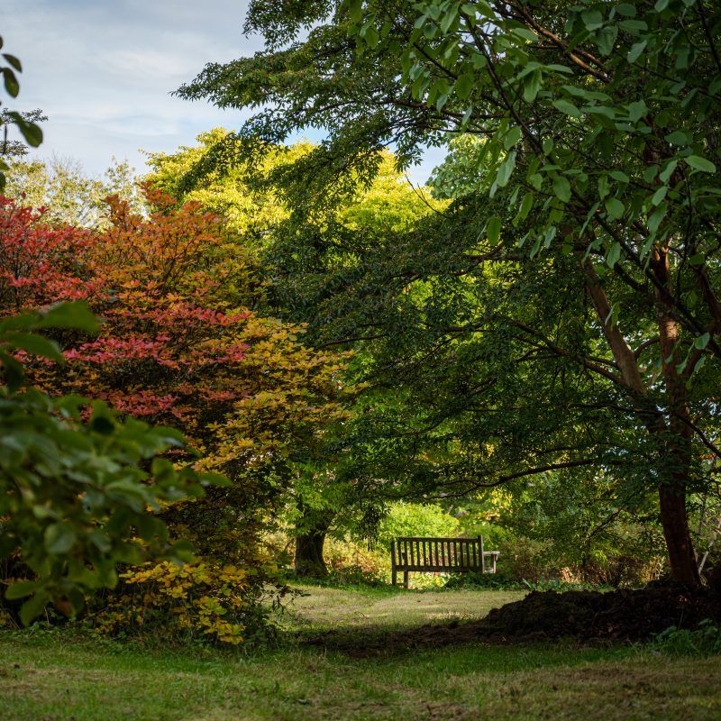 Trees and a bench