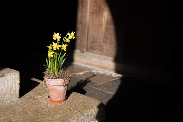 Daffodils in spotlight