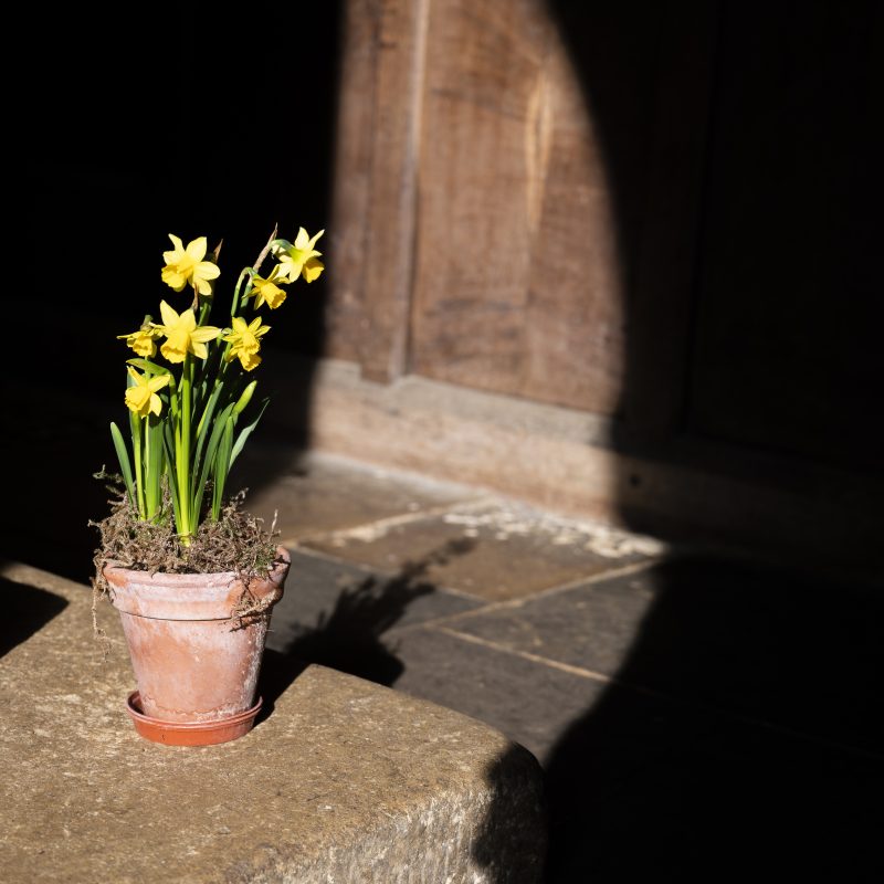 Daffodils in spotlight