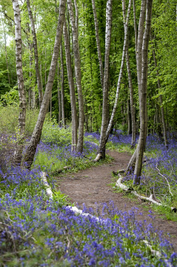 A path through bluebell-strewn woodlands