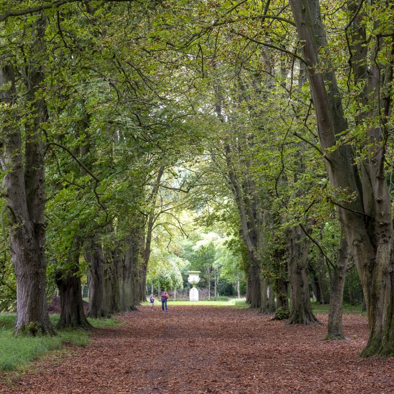 Trees at Anglesey Abbey