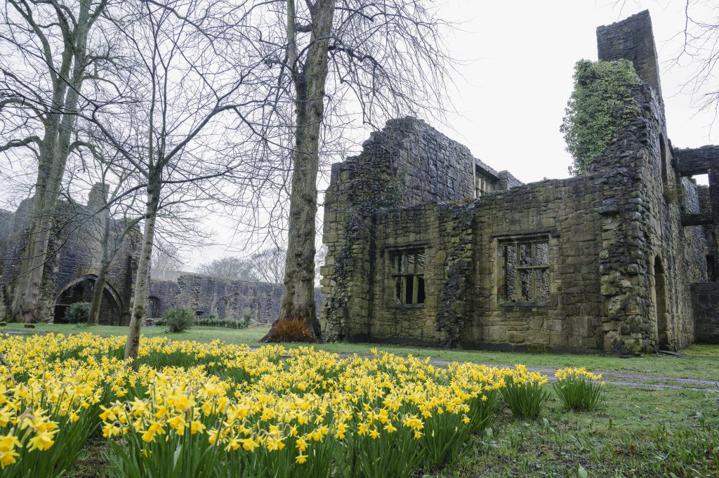 Daffodils and an abbey