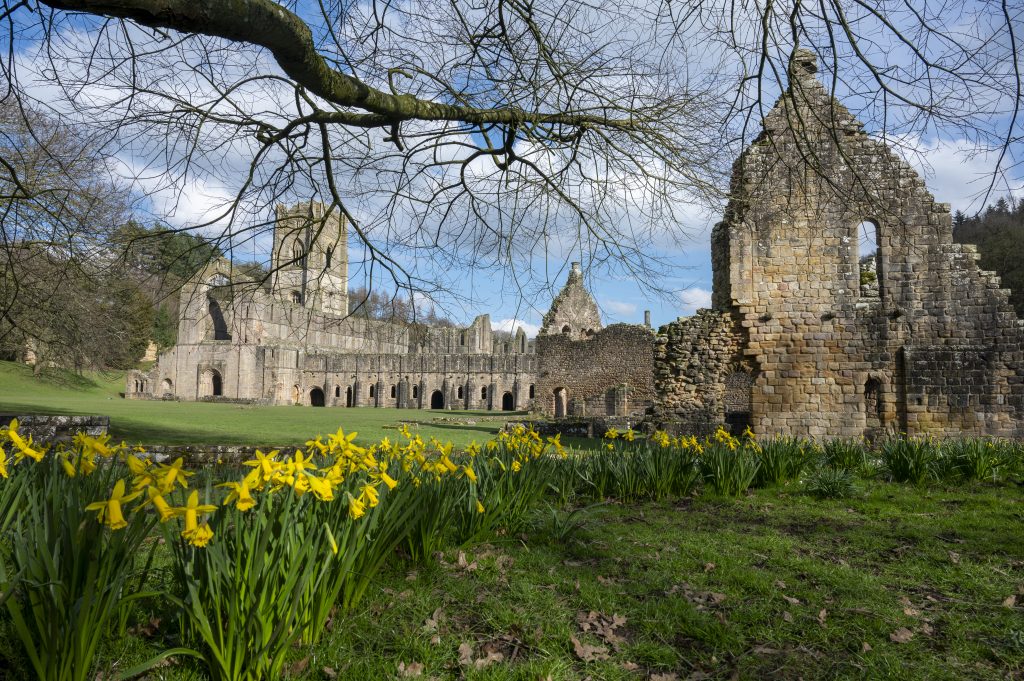Fountains Abbey with daffodils in the foreground
