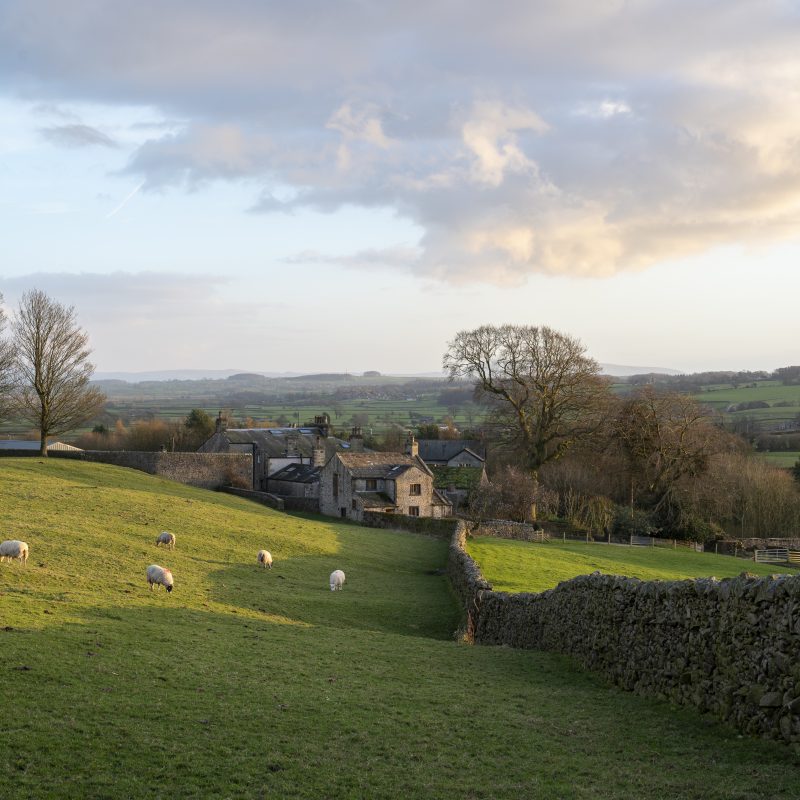 Sheep and cottage