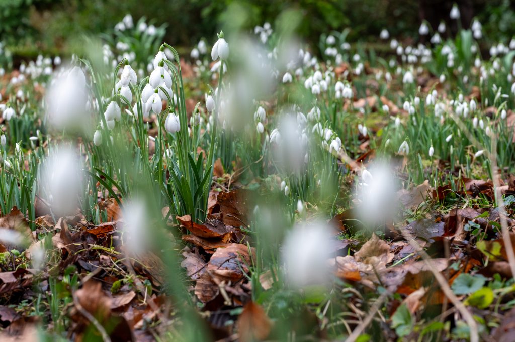 Snowdrops