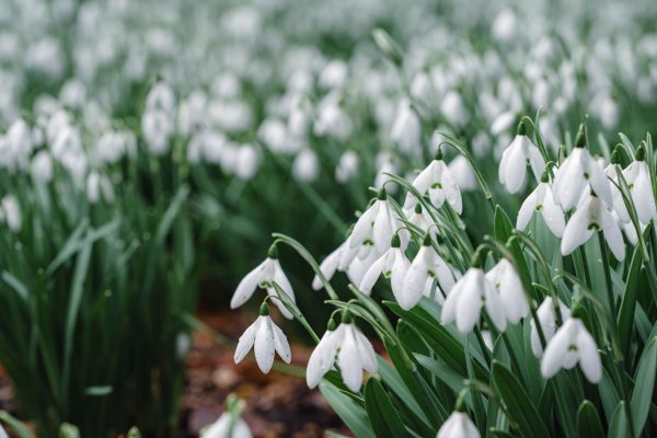 Snowdrops