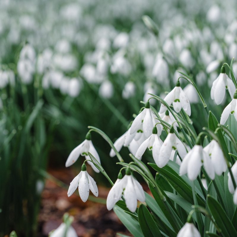 Snowdrops