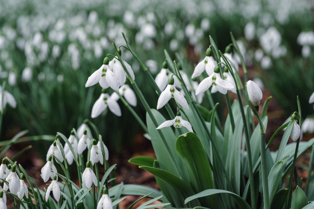 Snowdrops
